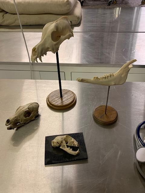 Dog skull and jaw
